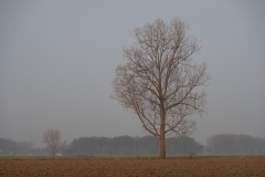 Het verhaal van een boom