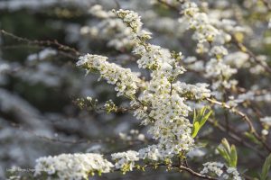 lente ontwaakt